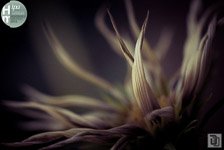 Award-winning photo 'Faded'
